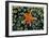 Sea Star on Sea Squirts Colony-Jones-Shimlock-Framed Giclee Print