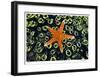 Sea Star on Sea Squirts Colony-Jones-Shimlock-Framed Giclee Print