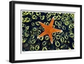 Sea Star on Sea Squirts Colony-Jones-Shimlock-Framed Giclee Print