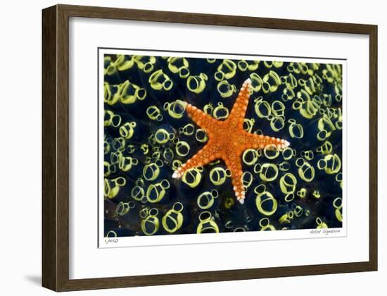 Sea Star on Sea Squirts Colony-Jones-Shimlock-Framed Giclee Print