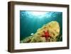 Sea Star Underwater in Ocean-Rich Carey-Framed Photographic Print