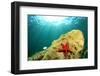 Sea Star Underwater in Ocean-Rich Carey-Framed Photographic Print