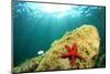 Sea Star Underwater in Ocean-Rich Carey-Mounted Photographic Print