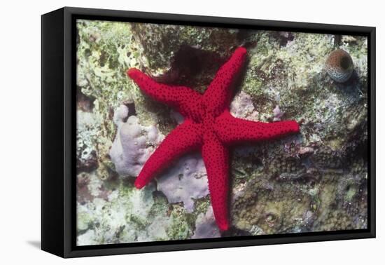 Sea Star-Hal Beral-Framed Stretched Canvas