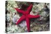 Sea Star-Hal Beral-Stretched Canvas