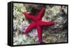 Sea Star-Hal Beral-Framed Stretched Canvas