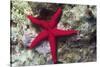 Sea Star-Hal Beral-Stretched Canvas