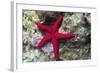 Sea Star-Hal Beral-Framed Photographic Print