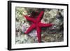 Sea Star-Hal Beral-Framed Photographic Print