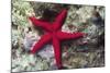 Sea Star-Hal Beral-Mounted Photographic Print