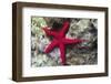 Sea Star-Hal Beral-Framed Photographic Print