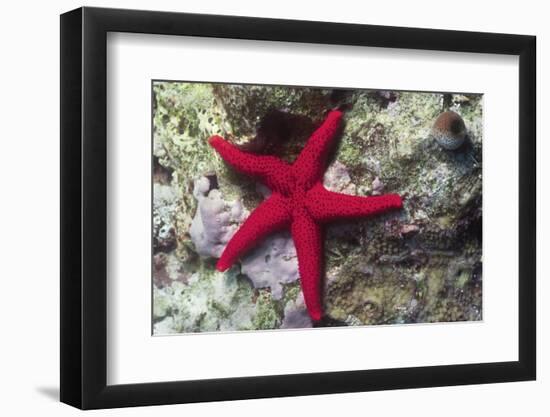 Sea Star-Hal Beral-Framed Photographic Print