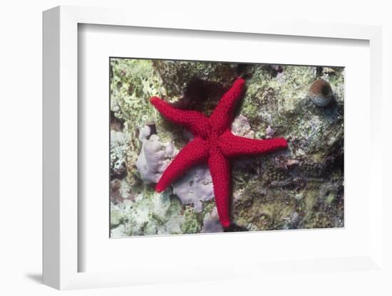 Sea Star-Hal Beral-Framed Photographic Print