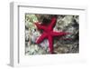 Sea Star-Hal Beral-Framed Photographic Print