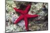 Sea Star-Hal Beral-Mounted Photographic Print