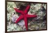 Sea Star-Hal Beral-Framed Photographic Print