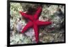 Sea Star-Hal Beral-Framed Photographic Print