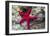 Sea Star-Hal Beral-Framed Photographic Print