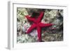 Sea Star-Hal Beral-Framed Photographic Print