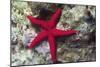 Sea Star-Hal Beral-Mounted Photographic Print
