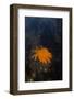 Sea Star-Lynn M^ Stone-Framed Photographic Print