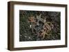 Sea Star-Lynn M^ Stone-Framed Photographic Print