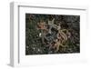 Sea Star-Lynn M^ Stone-Framed Photographic Print