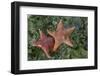 Sea Star-Lynn M^ Stone-Framed Photographic Print