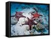 Sea Stars, Hood Island, Galapagos Islands, Ecuador-Jack Stein Grove-Framed Stretched Canvas