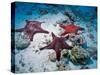 Sea Stars, Hood Island, Galapagos Islands, Ecuador-Jack Stein Grove-Stretched Canvas