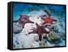 Sea Stars, Hood Island, Galapagos Islands, Ecuador-Jack Stein Grove-Framed Stretched Canvas