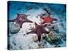 Sea Stars, Hood Island, Galapagos Islands, Ecuador-Jack Stein Grove-Stretched Canvas