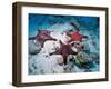 Sea Stars, Hood Island, Galapagos Islands, Ecuador-Jack Stein Grove-Framed Premium Photographic Print