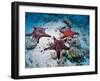 Sea Stars, Hood Island, Galapagos Islands, Ecuador-Jack Stein Grove-Framed Premium Photographic Print