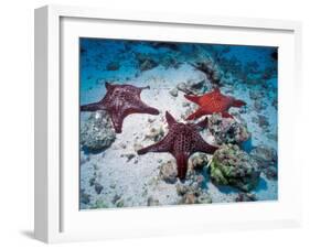 Sea Stars, Hood Island, Galapagos Islands, Ecuador-Jack Stein Grove-Framed Premium Photographic Print