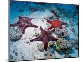 Sea Stars, Hood Island, Galapagos Islands, Ecuador-Jack Stein Grove-Mounted Premium Photographic Print