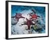 Sea Stars, Hood Island, Galapagos Islands, Ecuador-Jack Stein Grove-Framed Photographic Print