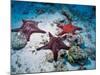 Sea Stars, Hood Island, Galapagos Islands, Ecuador-Jack Stein Grove-Mounted Photographic Print