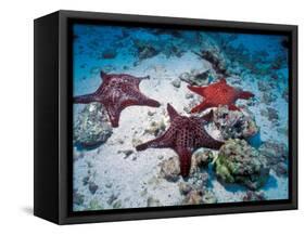 Sea Stars, Hood Island, Galapagos Islands, Ecuador-Jack Stein Grove-Framed Stretched Canvas