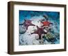 Sea Stars, Hood Island, Galapagos Islands, Ecuador-Jack Stein Grove-Framed Photographic Print