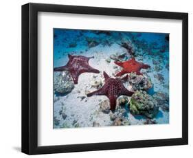 Sea Stars, Hood Island, Galapagos Islands, Ecuador-Jack Stein Grove-Framed Photographic Print