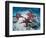 Sea Stars, Hood Island, Galapagos Islands, Ecuador-Jack Stein Grove-Framed Photographic Print