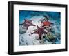 Sea Stars, Hood Island, Galapagos Islands, Ecuador-Jack Stein Grove-Framed Photographic Print