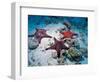 Sea Stars, Hood Island, Galapagos Islands, Ecuador-Jack Stein Grove-Framed Photographic Print