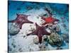 Sea Stars, Hood Island, Galapagos Islands, Ecuador-Jack Stein Grove-Stretched Canvas