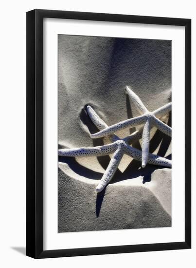Sea Stars II-Alan Hausenflock-Framed Photographic Print