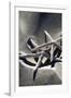 Sea Stars II-Alan Hausenflock-Framed Photographic Print