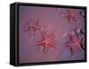 Sea Stars on Red Sandy Beach, Rabida Island, Galapagos Islands, Ecuador-Jack Stein Grove-Framed Stretched Canvas