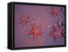 Sea Stars on Red Sandy Beach, Rabida Island, Galapagos Islands, Ecuador-Jack Stein Grove-Framed Stretched Canvas