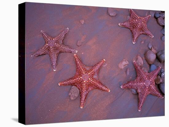 Sea Stars on Red Sandy Beach, Rabida Island, Galapagos Islands, Ecuador-Jack Stein Grove-Stretched Canvas